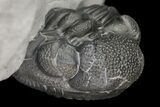 Wide, Enrolled Eldredgeops Trilobite Fossil - New York #164425-4